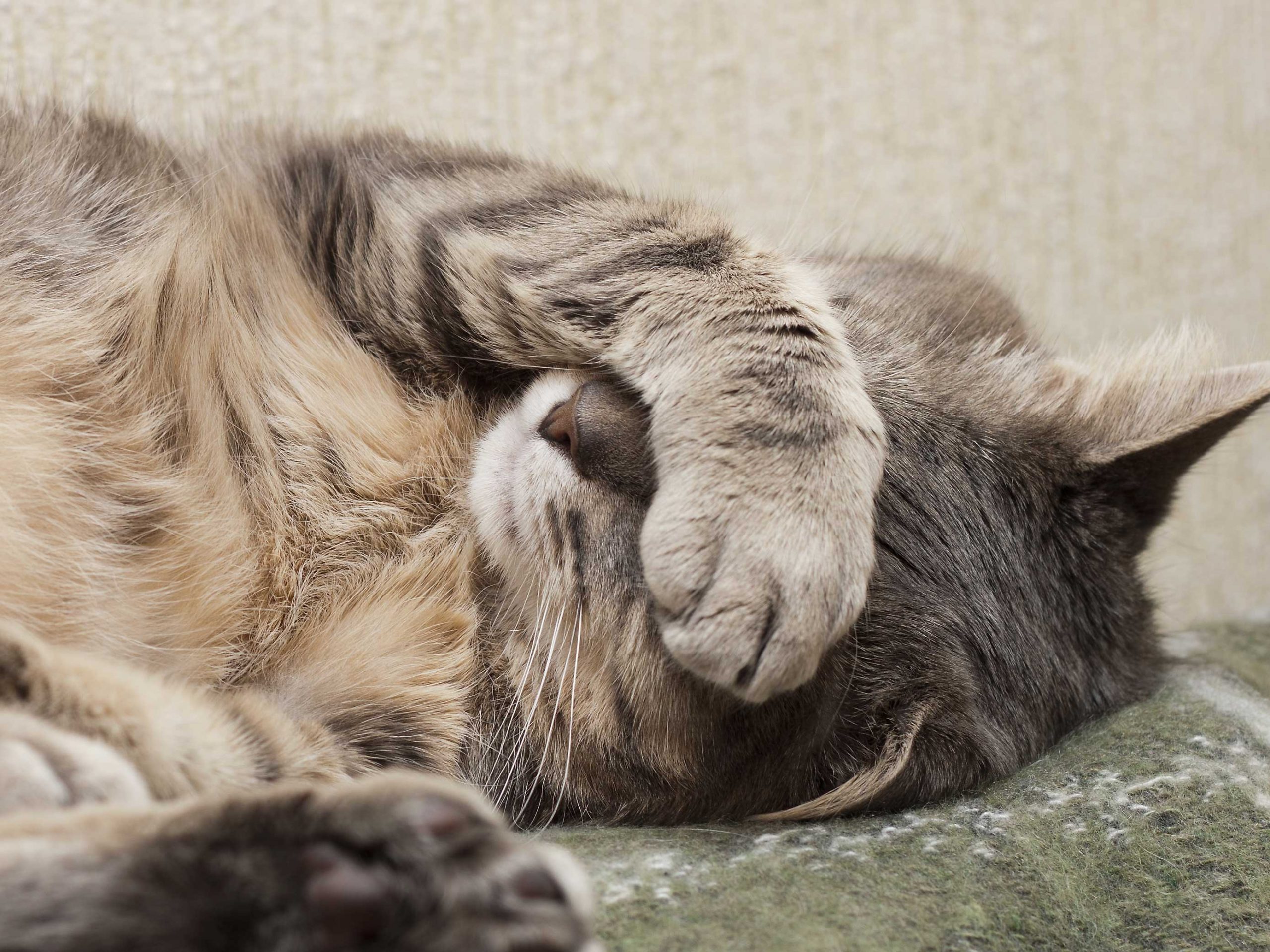 5 DIY Secrets to Fixing Common Pet Problems