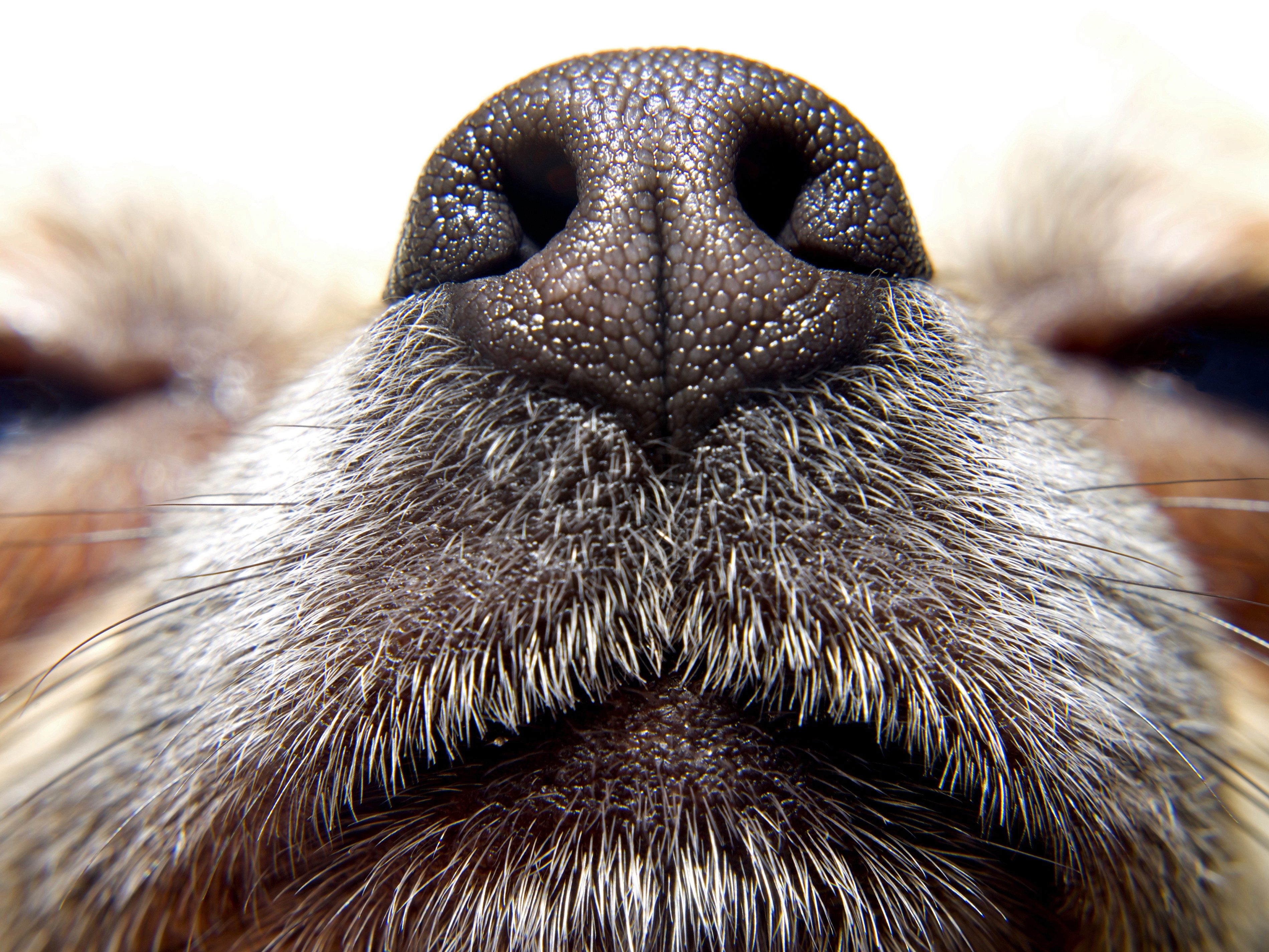 What Does It Mean When A Dog Sniffs Your Hand at Richard Briley blog