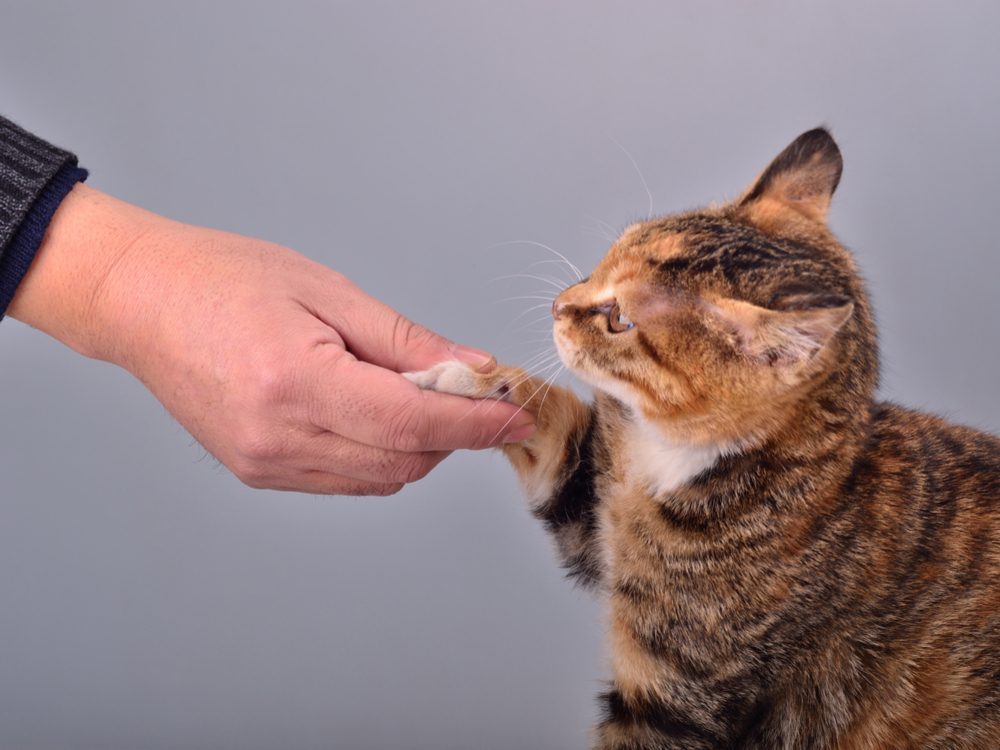 How to Train a Cat to Do 5 LifeChanging Things Reader's