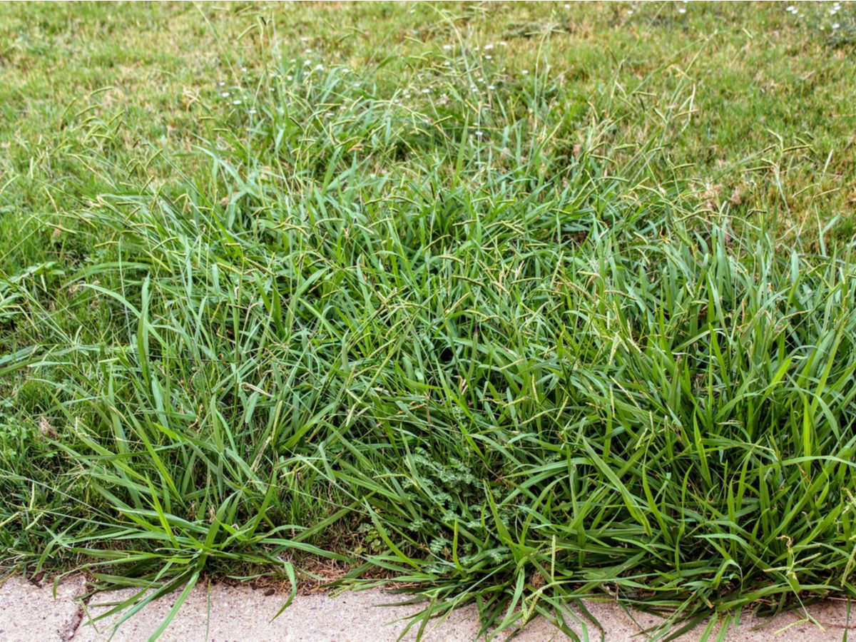 How to Get Rid of Crabgrass A StepbyStep Guide Reader's Digest