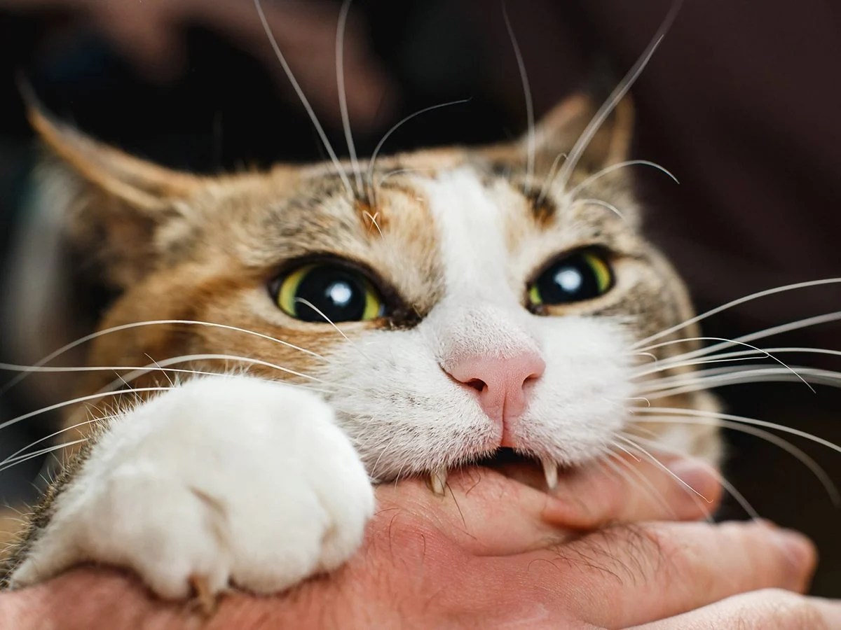 Why Does My Cat Bite Me? Reader's Digest Canada