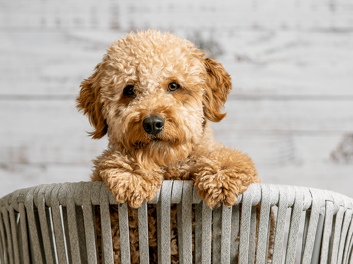 The Best Dogs for Seniors Reader's Digest Canada