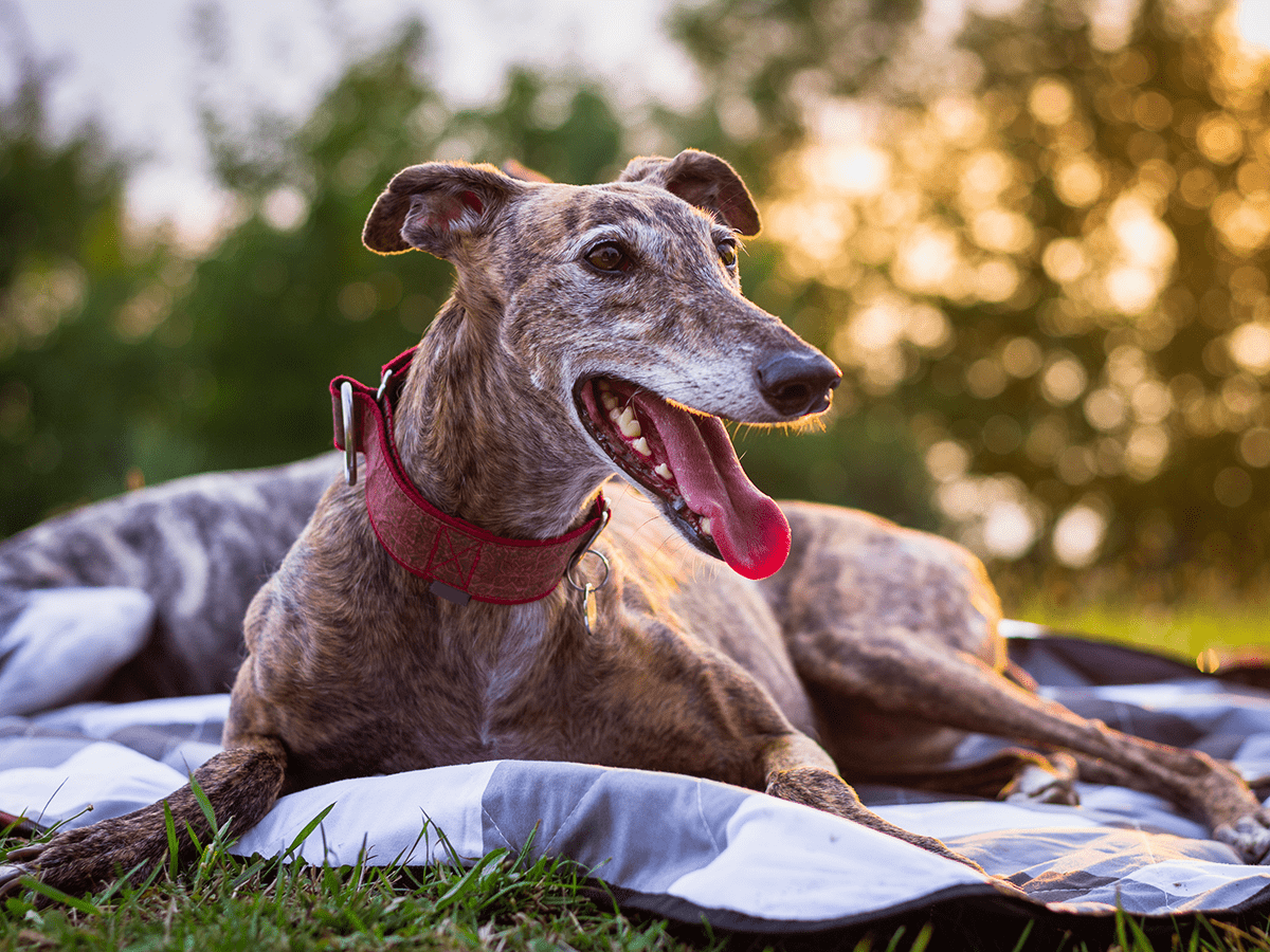 The Best Dogs for Seniors Reader's Digest Canada