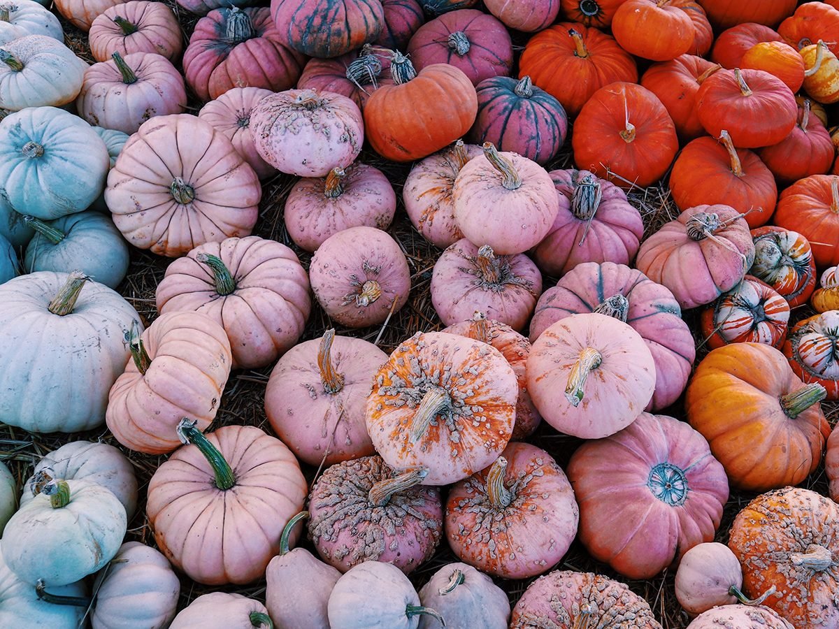 Where Are All These Pink Pumpkins Coming From? Reader's Digest