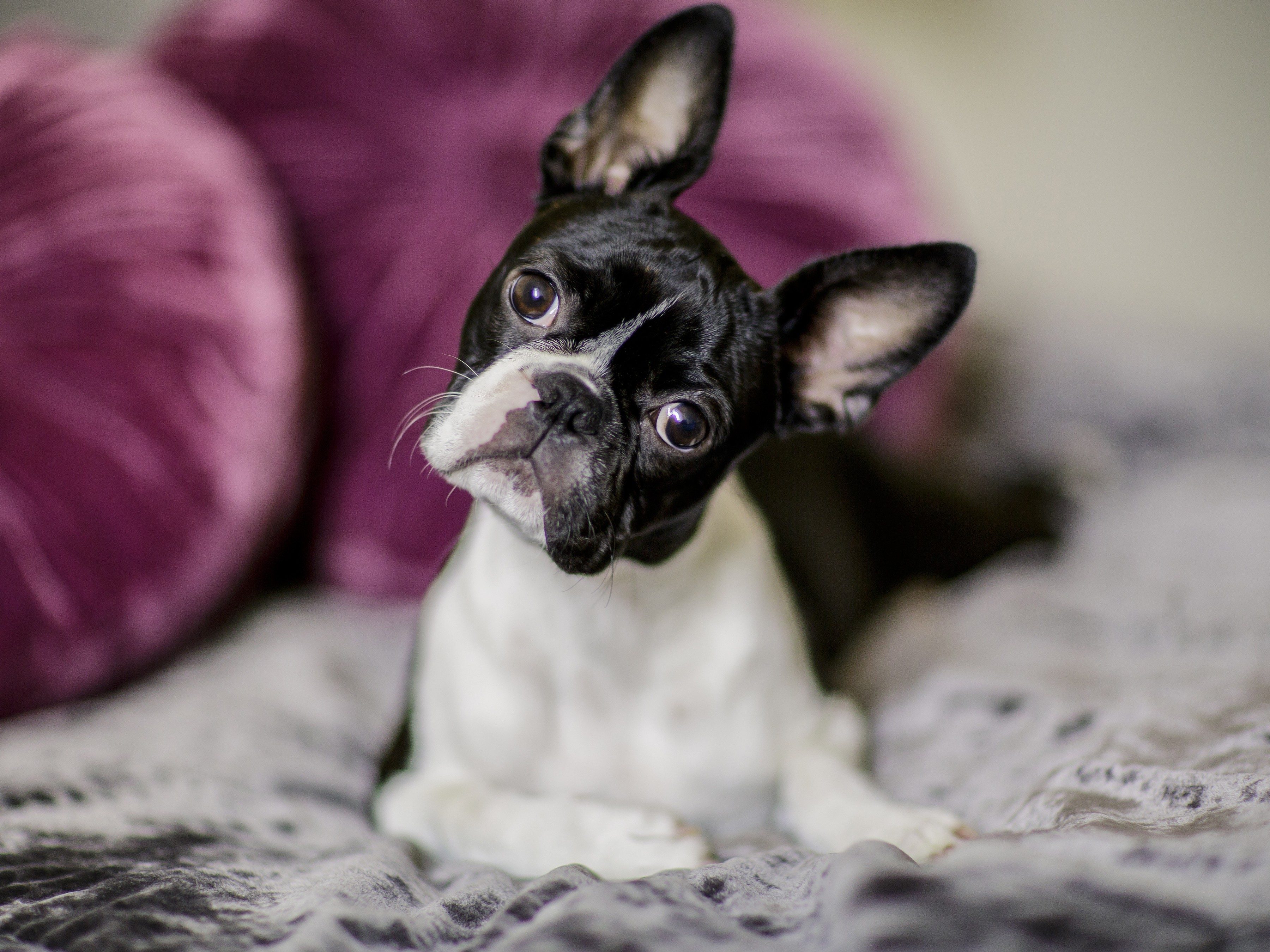 13 Best Dogs for Apartments Reader's Digest