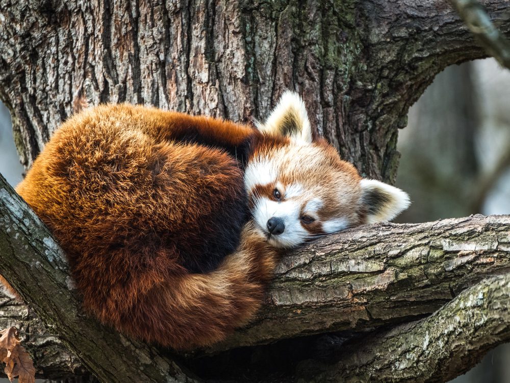 How Many Red Pandas Are Left in the Wild? Reader's