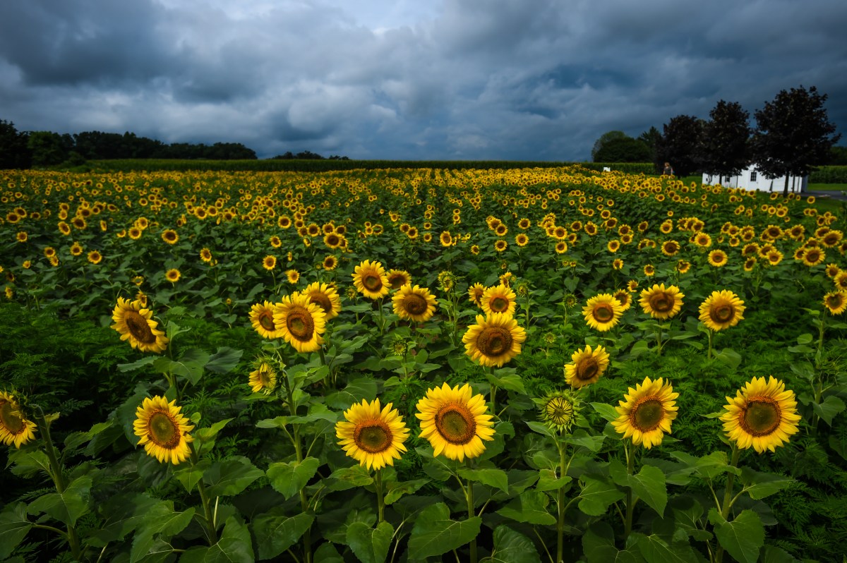 Elverson sunflower field a sunny spot in a sometimesdark world Reading Eagle