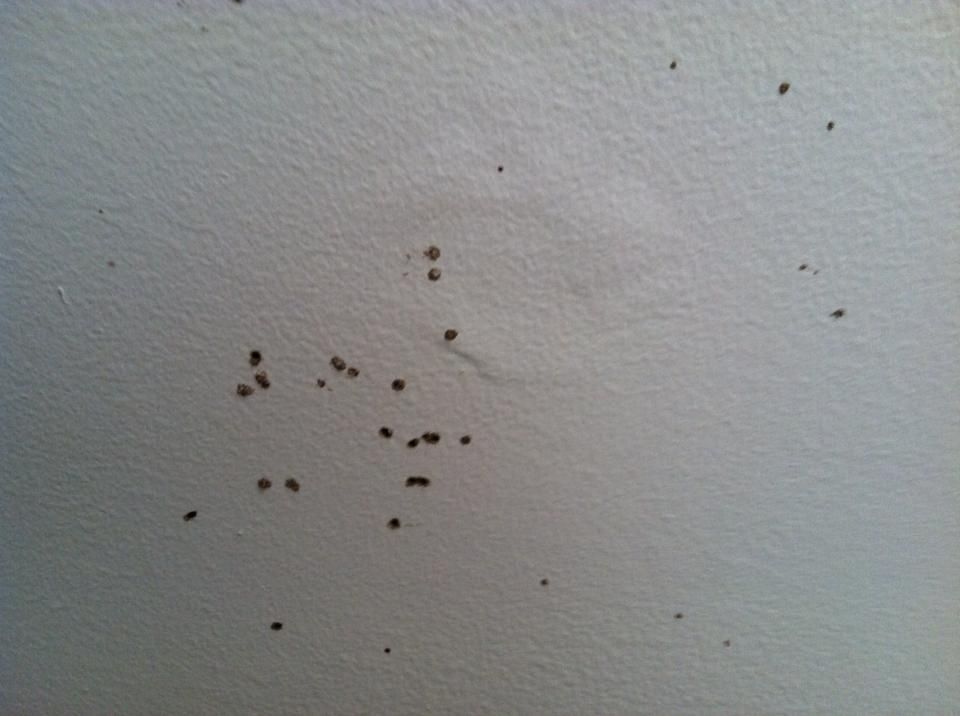 Wood Destroying Insect Inspections