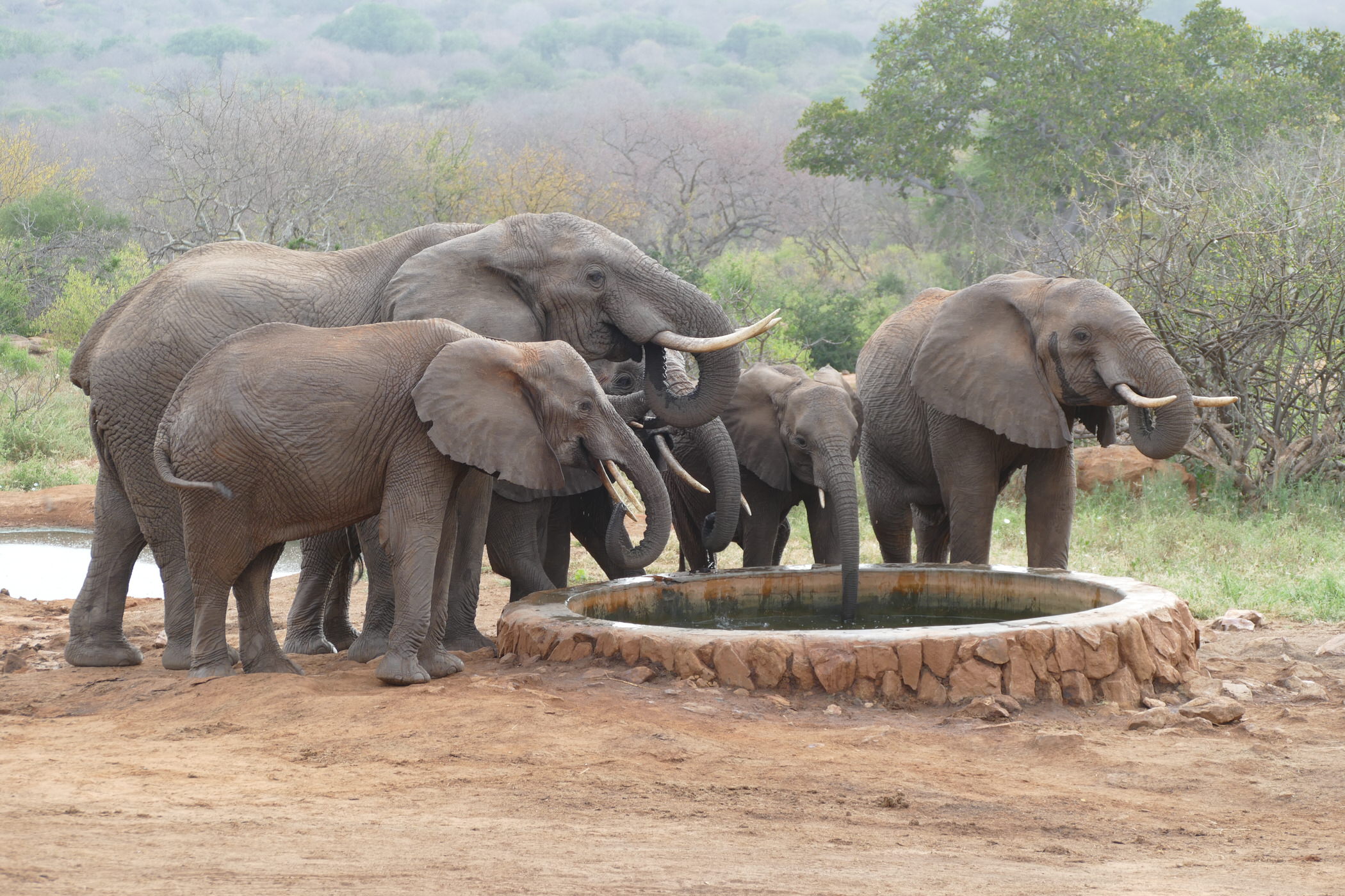 wild elephants taking water Rettet die Elefanten Afrikas