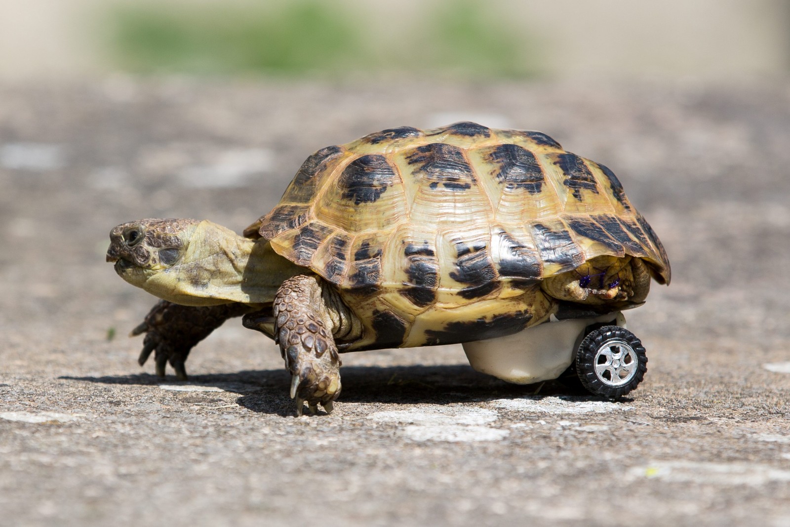 A disabled tortoise has his owners in a spin after being