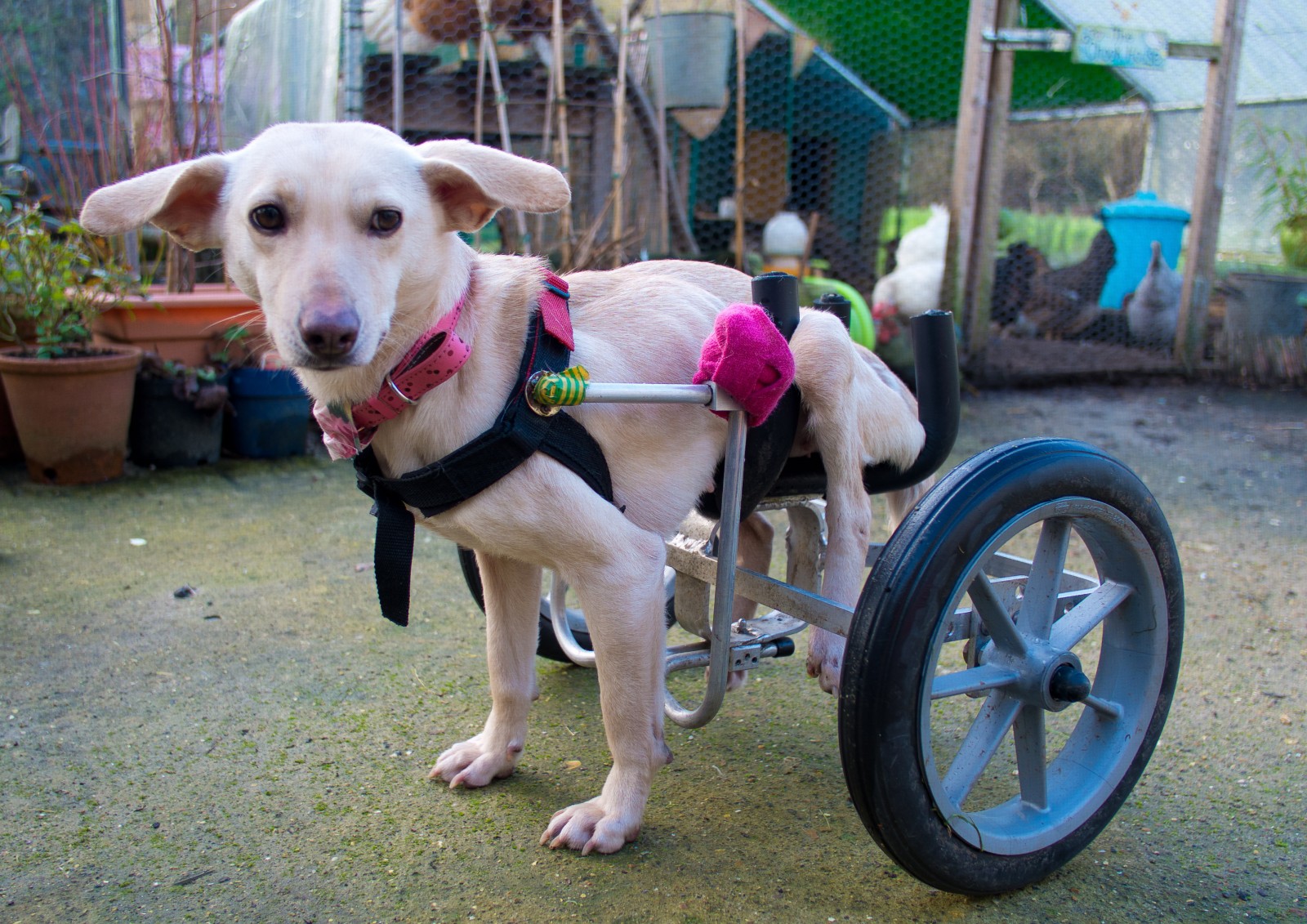 MASONS_WHEELS_01 RealFix