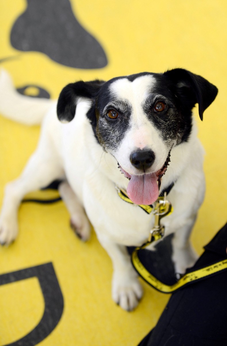 Love is in the hair for adorable hound who sports a heart