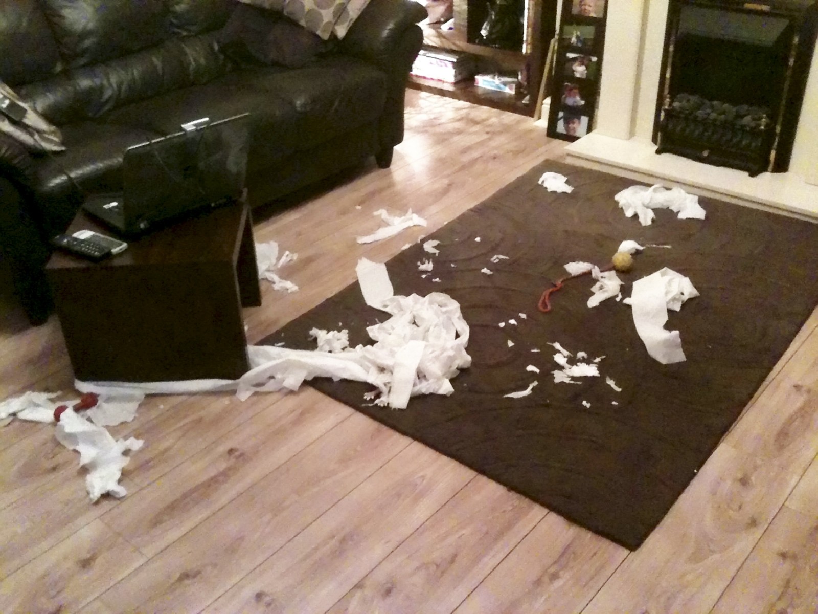 Meet Britain's naughtiest dog which has caused over £1,000 worth of
