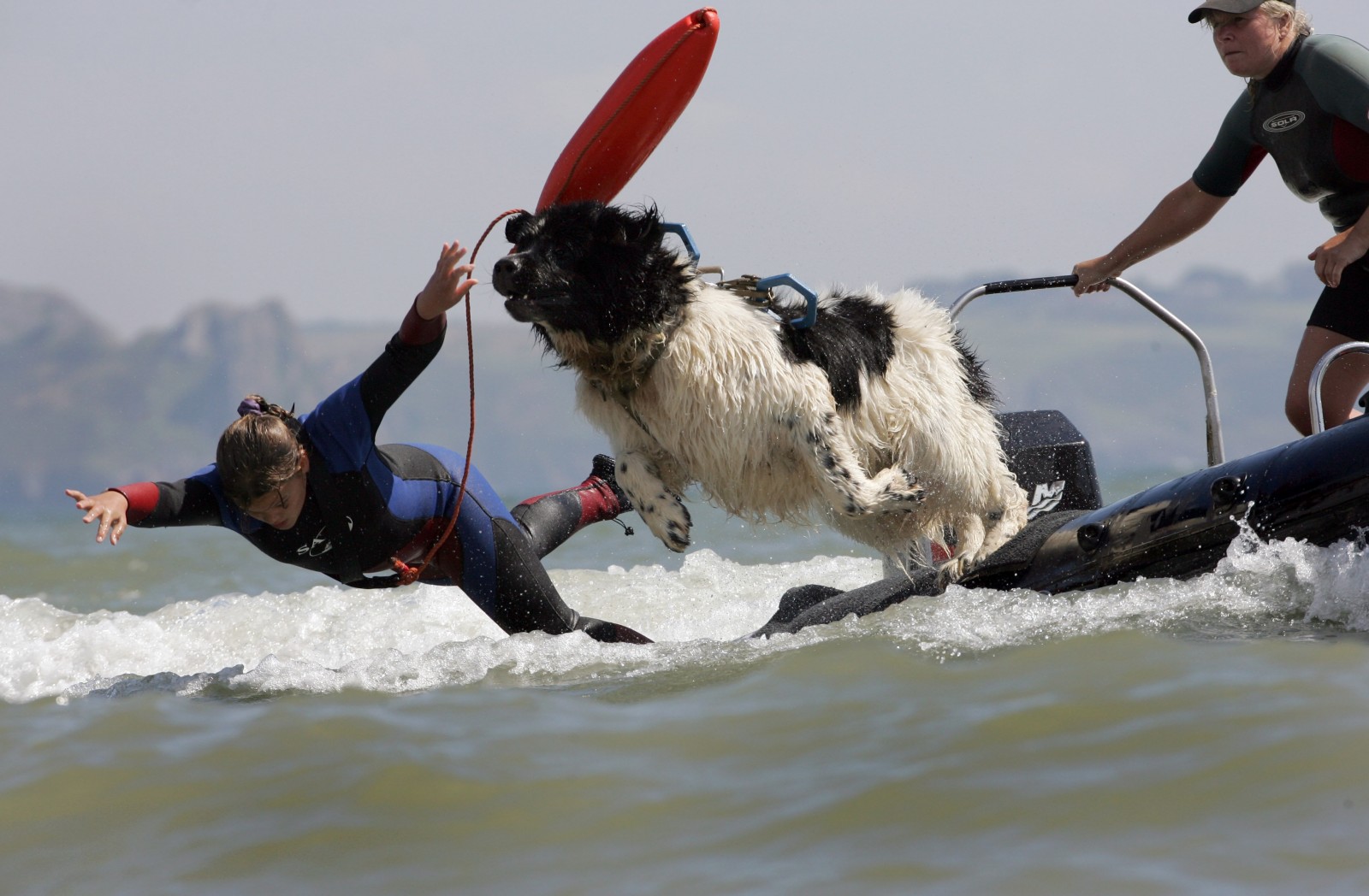 They called him David Hasslewoof! Meet the rescue dog who saved the