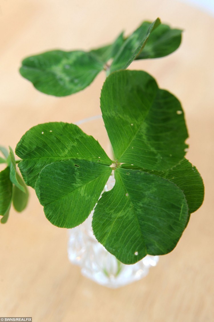 Nineyearold girl strikes twice as lucky finding TWO fiveleaf clovers