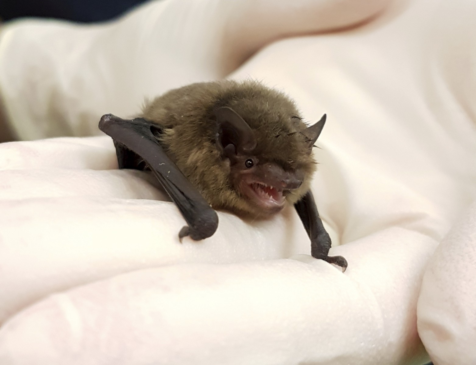 SWNS_BAT_BATH_01 RealFix