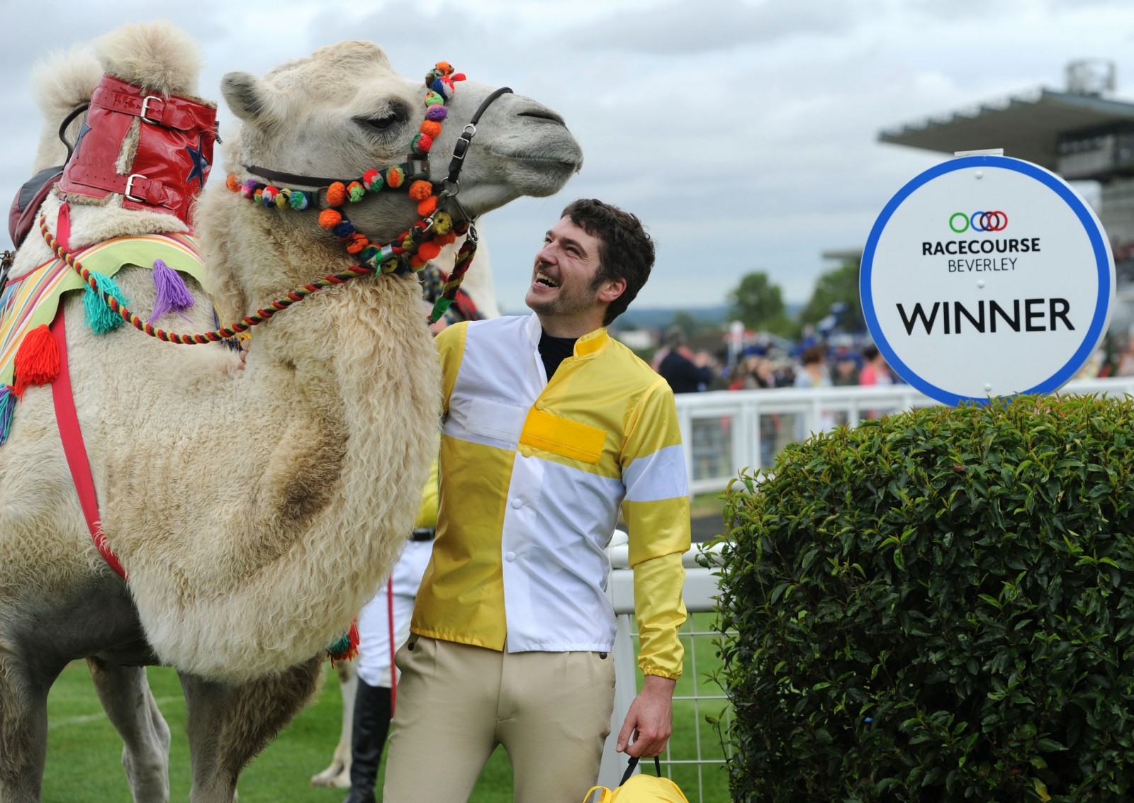 Thousands watch camels race on famous British horse track real fix