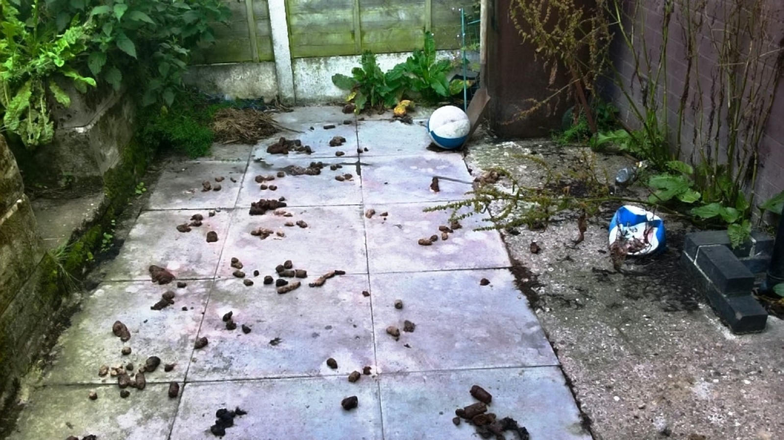 Dog Fouling In Neighbours Garden Fasci Garden