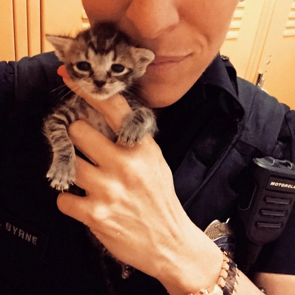 SWNS_COP_CATS_01 RealFix