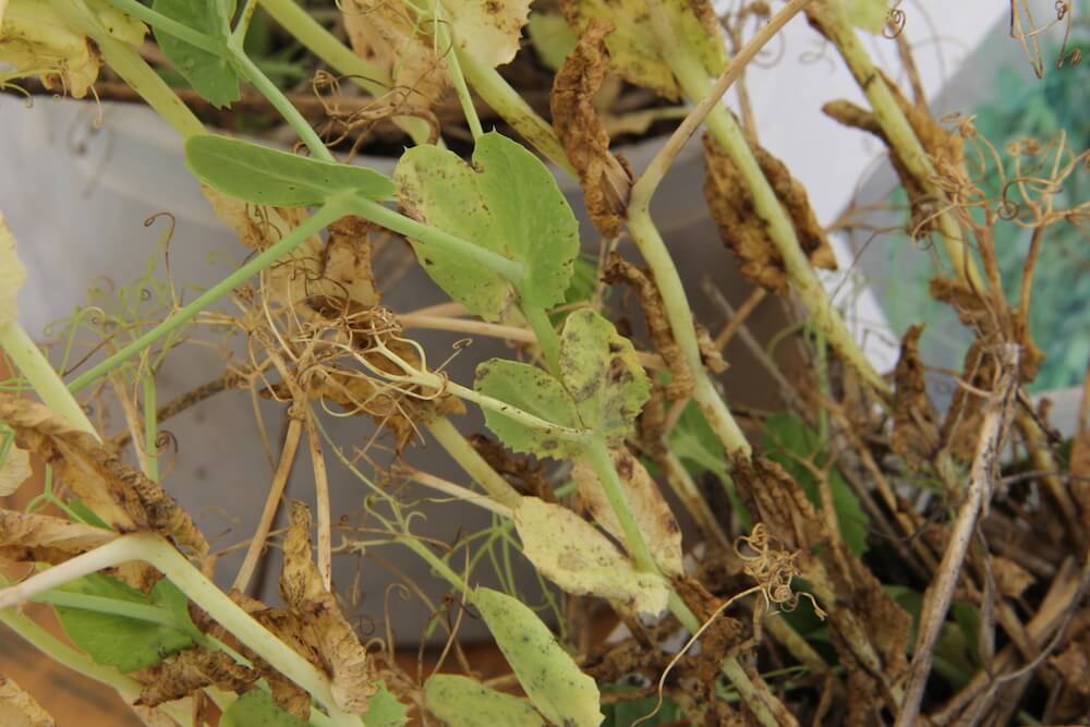 Under the Microscope Could Aphanomyces Be Lurking in Your Field