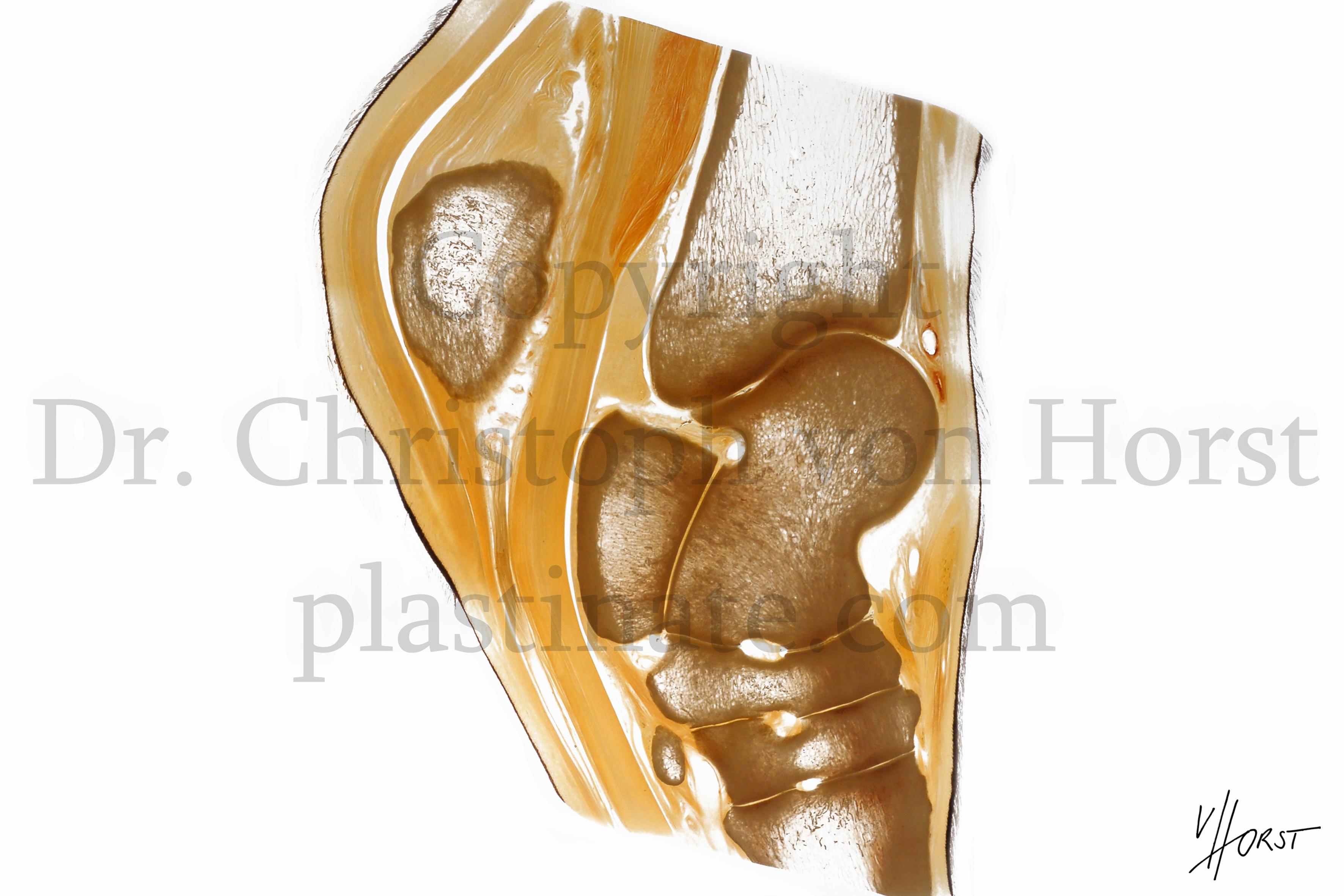 Equine hock joint anatomy print Plastination Anatomy Embedding