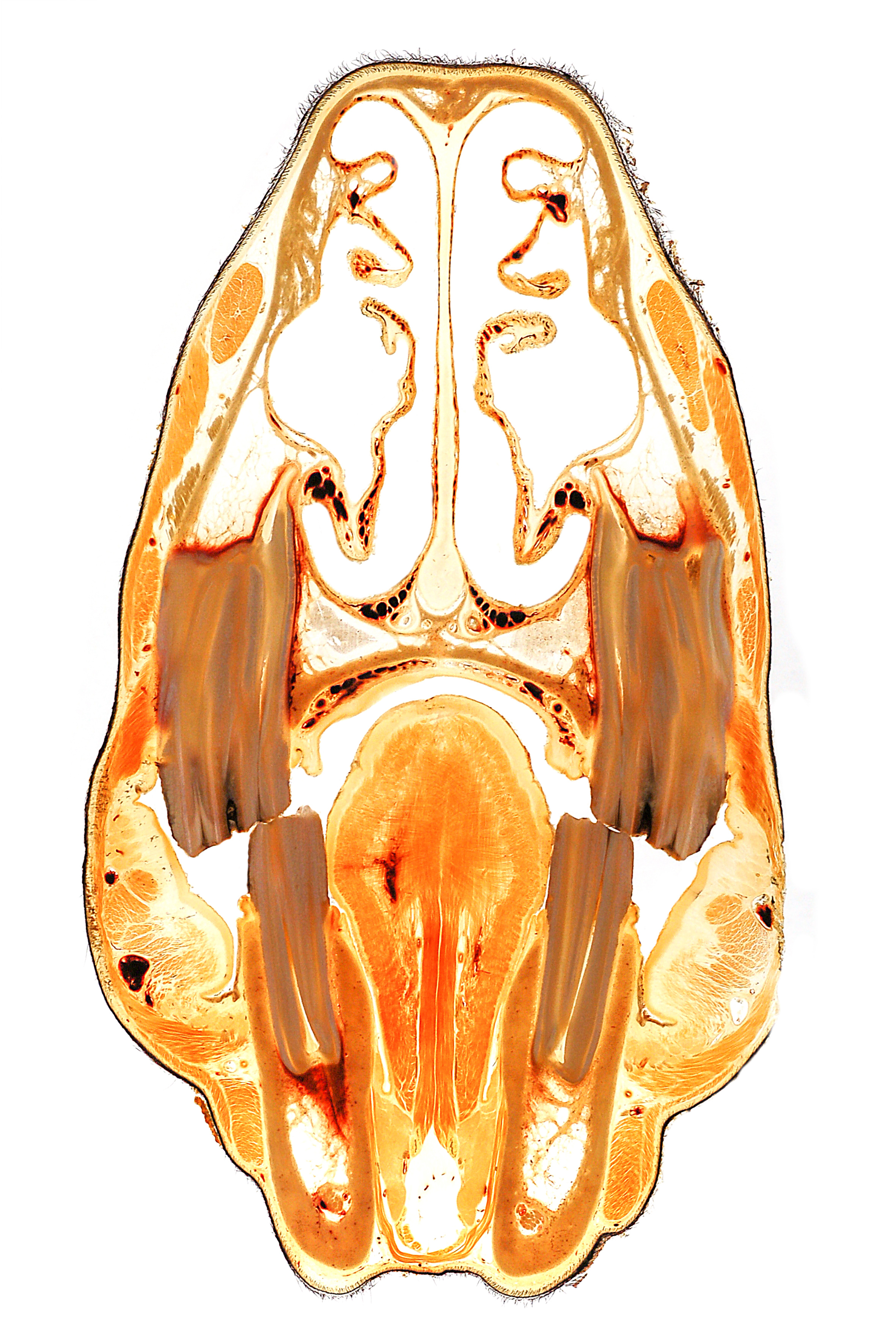 Horse teeth and nasal cavity topography Plastination