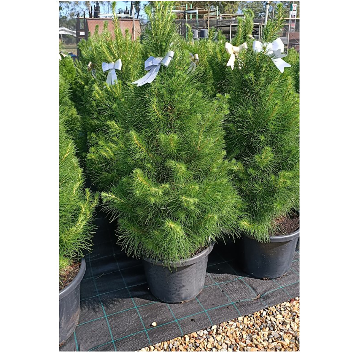 Buy XL Potted Monterey Pine in Australia Real Christmas Trees