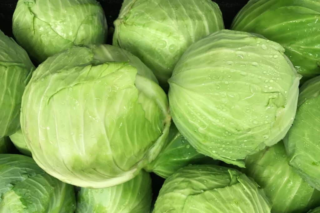 How Long Does Cabbage Last in the Fridge? Real Food Enthusiast