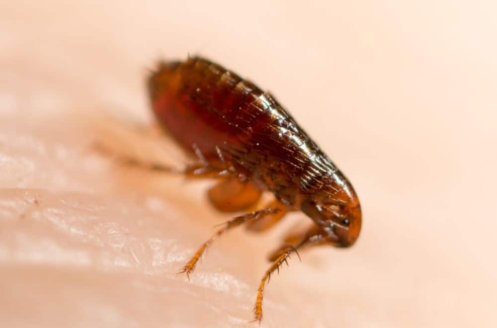 21 Signs of Fleas in Bed (How to Get Rid of Them?)