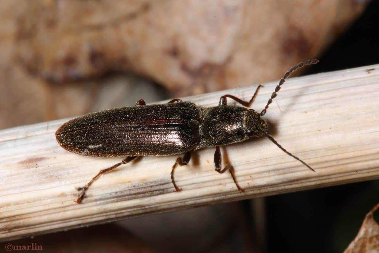 Types Of Tiny Flying Beetles In The House How To Get Rid Of Them?
