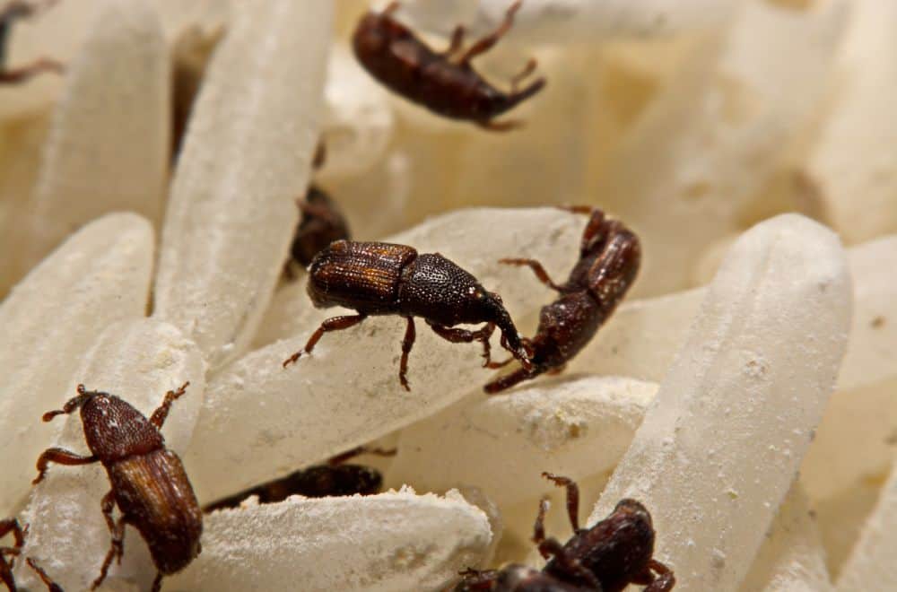 How to Get Rid of Rice Weevils? (Identify, Lifecycle & Control)