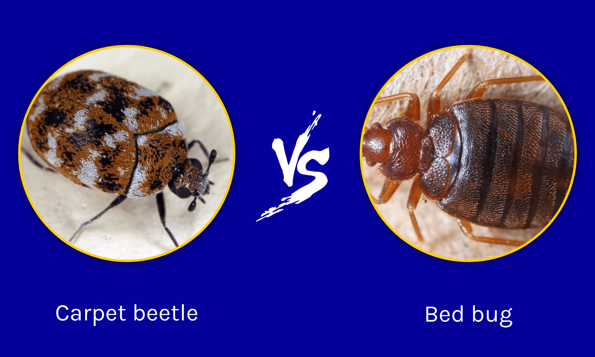 Do Carpet Beetles Live In Beds? (How to Get Rid of Them?)
