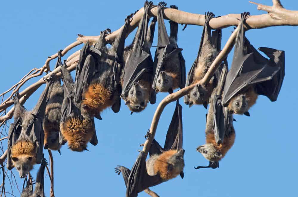 How Do Bats Get in the House?