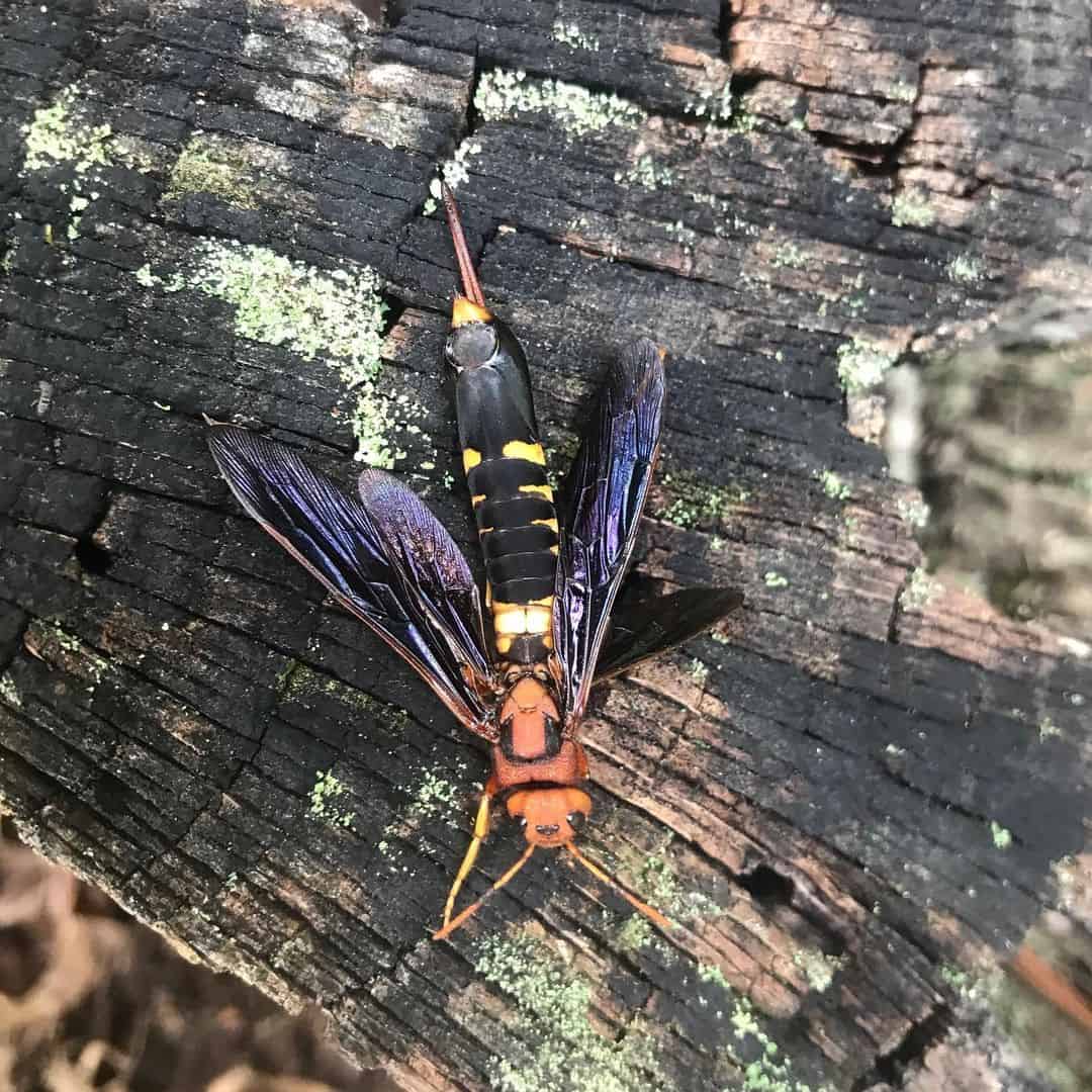 Wasp That Eats Wood Horntail (Identification & Preventive Tips)