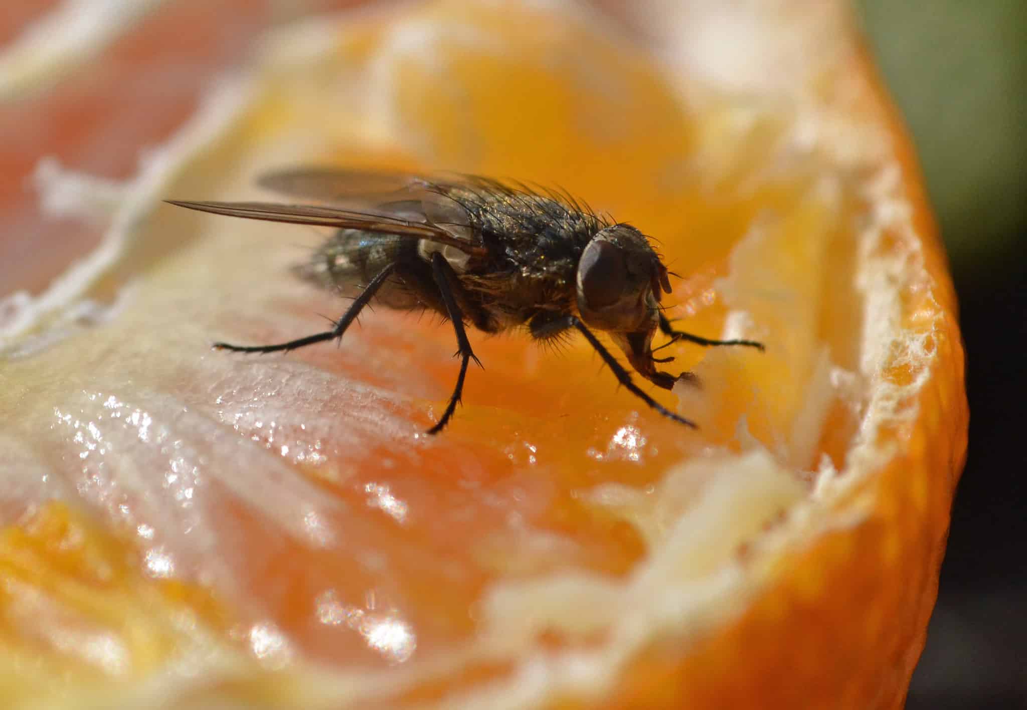 How To Keep Flies Out Of Garbage Can? (Easy And Simple)