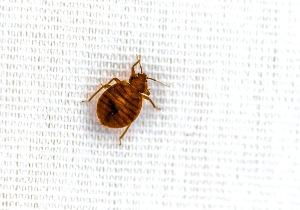 Do Dryer Sheets Keep Bed Bugs Away? (Ways to Keep Bed Bugs Away)