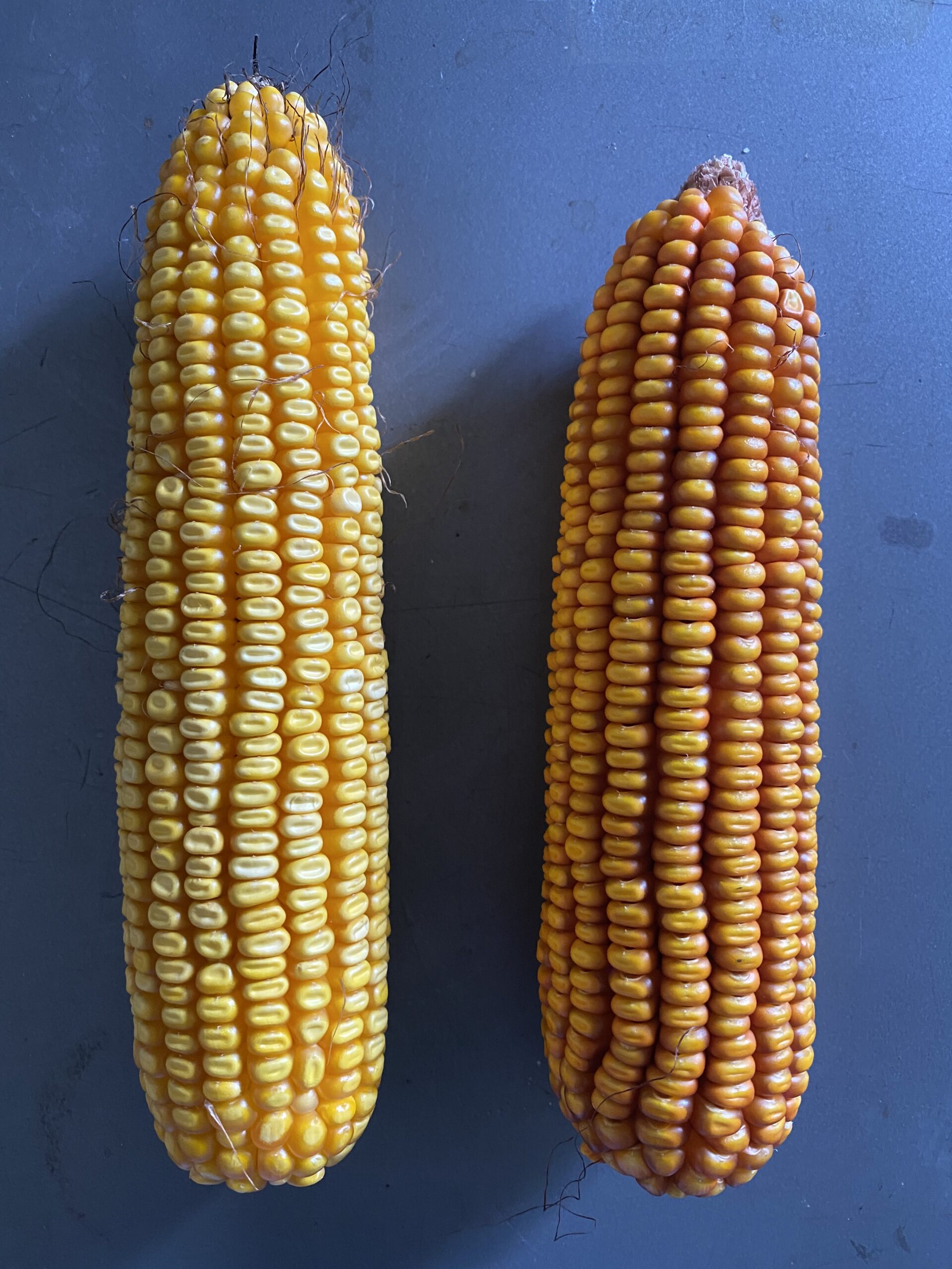 Real World NutriCrave Corn Extreme Custom Food Plots