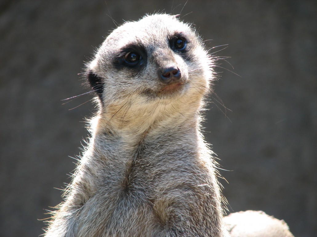 Animal Encounters at Reaseheath Reaseheath College