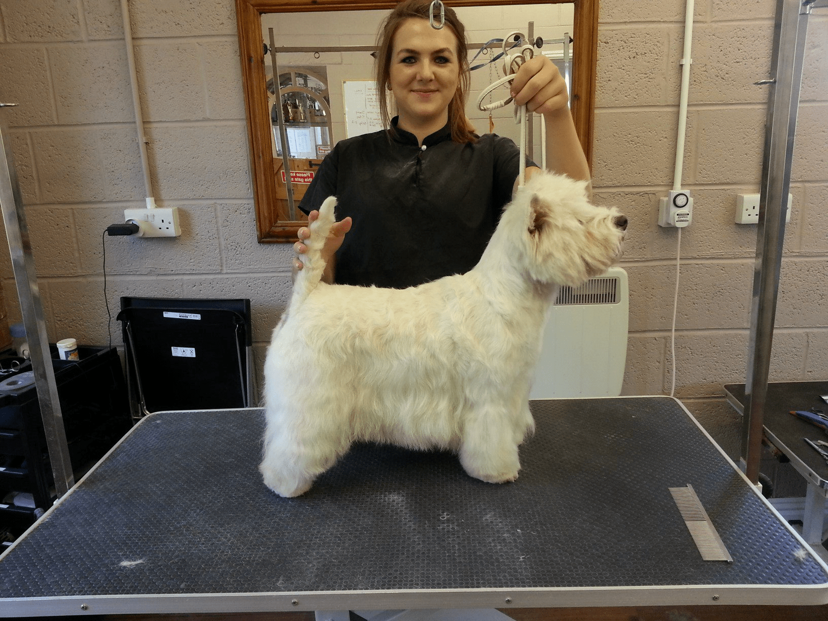 Westie Haircut Guide West Highland White Terrier Haircut hairstyle how to make She notes