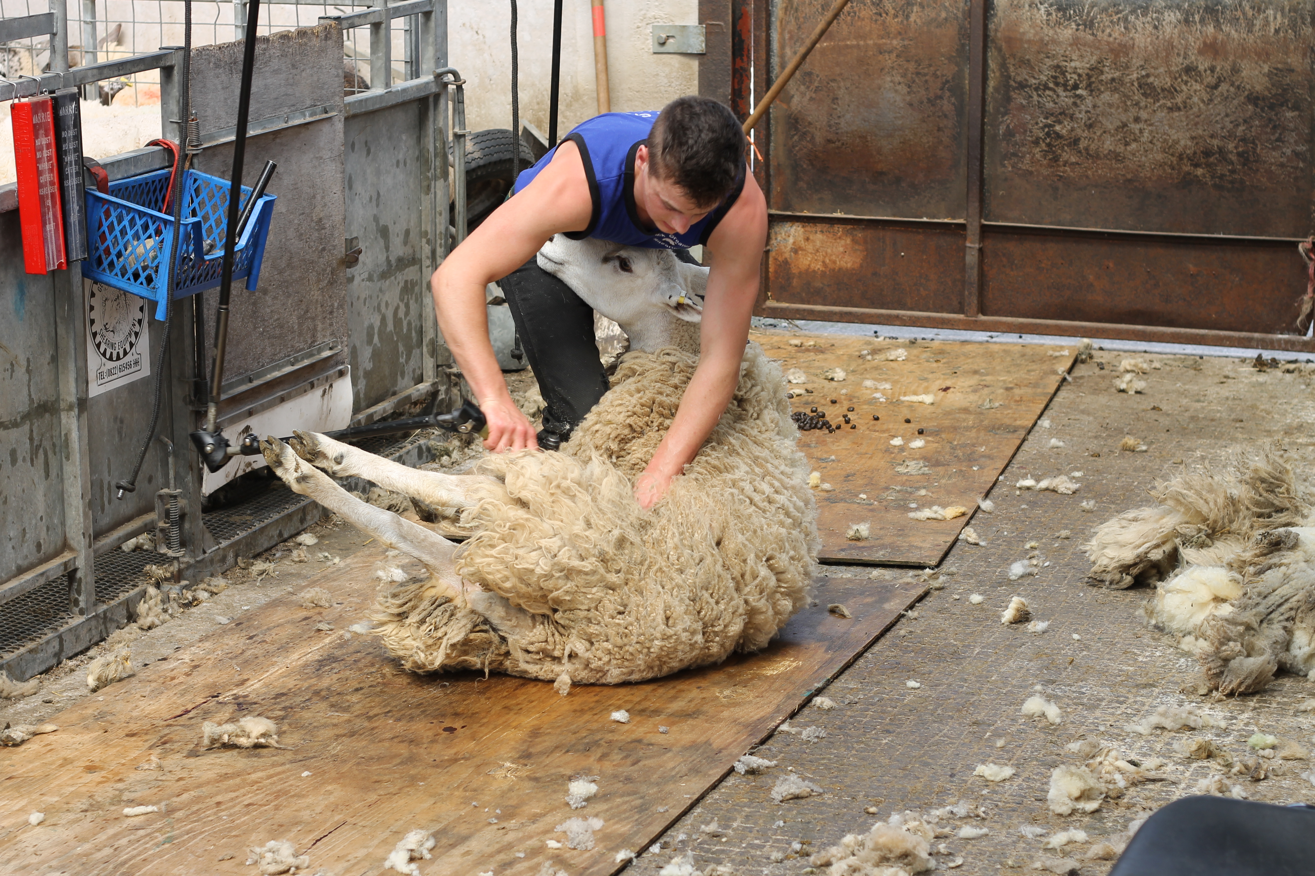 Agriculture sheep shearing Reaseheath College