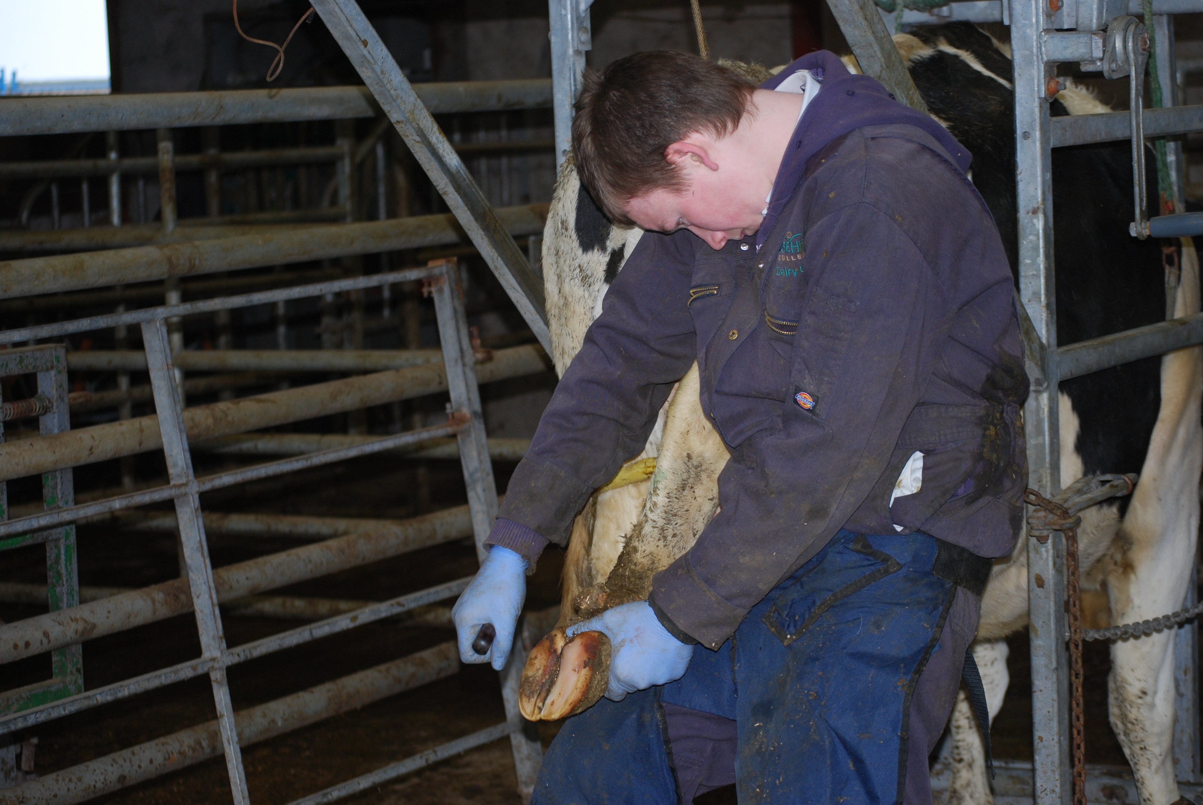 Cattle Foot Trimming Reaseheath College