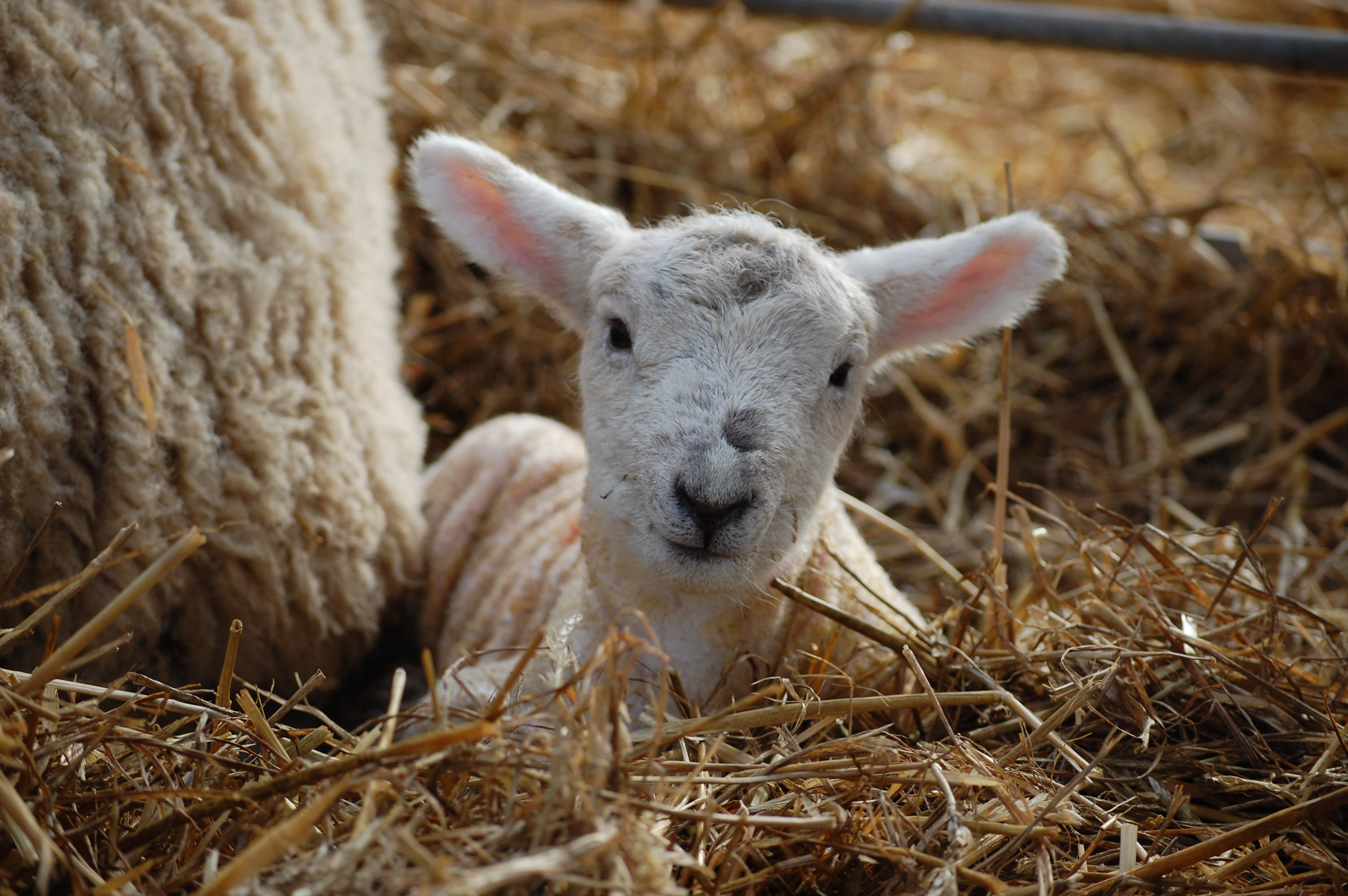 Live Lambing Weekends 3rd & 4th and 10th & 11th March Reaseheath