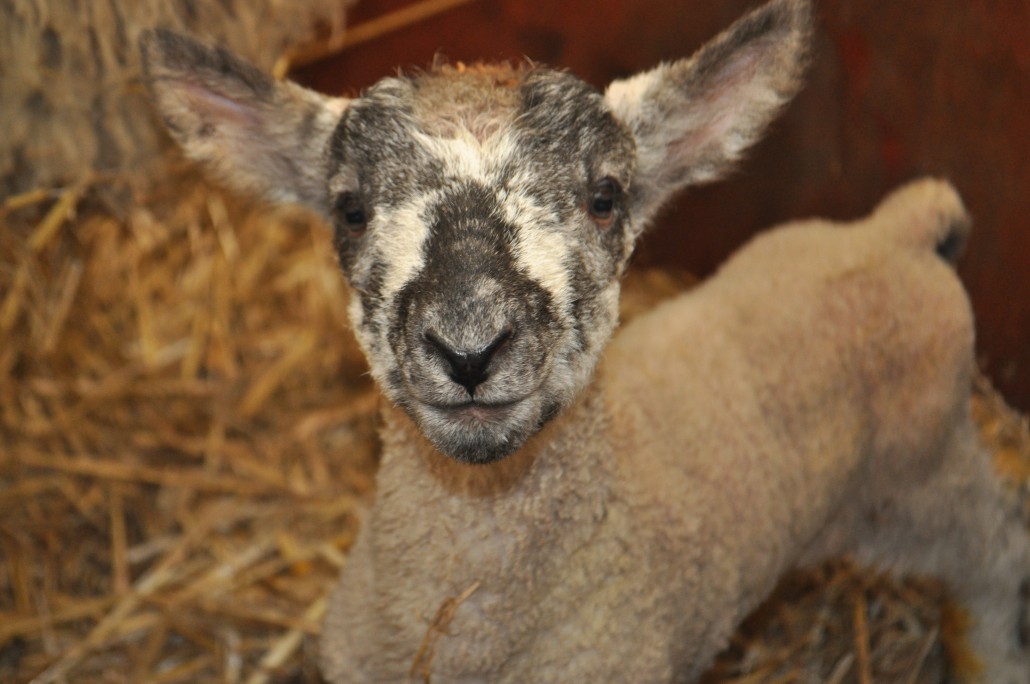 Reaseheath Zoo Archives Reaseheath College