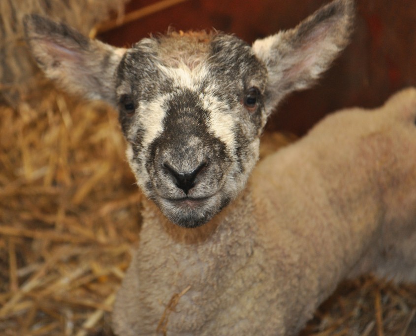 Reaseheath Zoo Archives - Reaseheath College