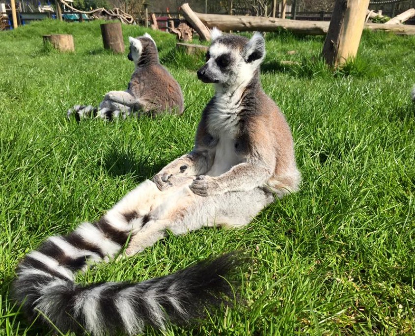 Reaseheath Mini Zoo! Reaseheath College