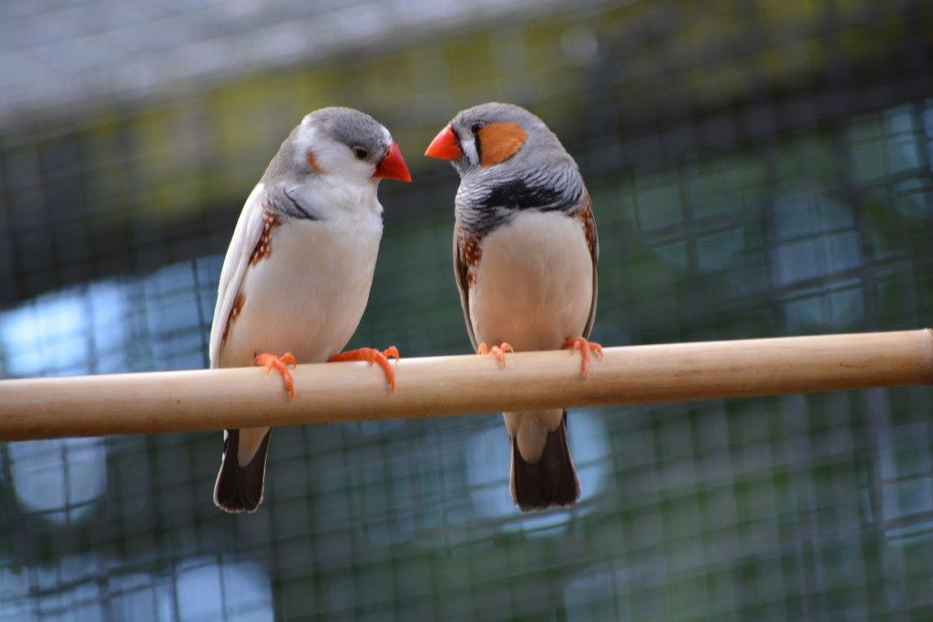 Reaseheath Zoo 21st July 27th August, 10am 4pm Reaseheath College