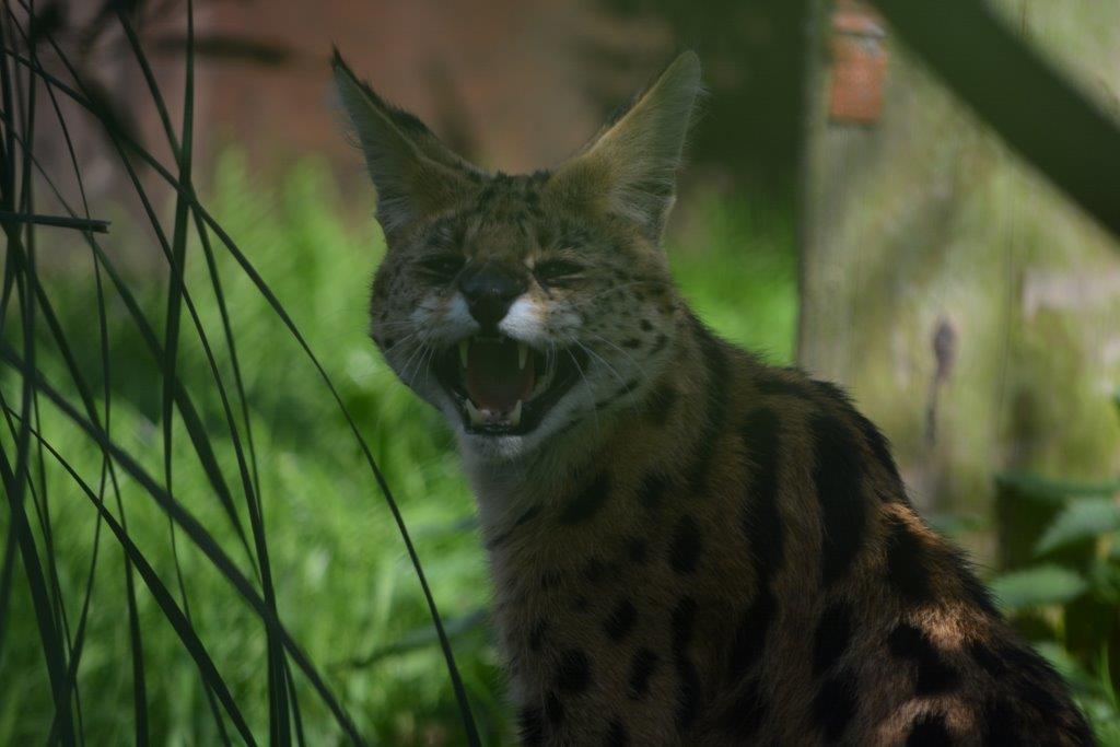 Reaseheath Zoo 17th25th February, 10am 4pm Reaseheath College