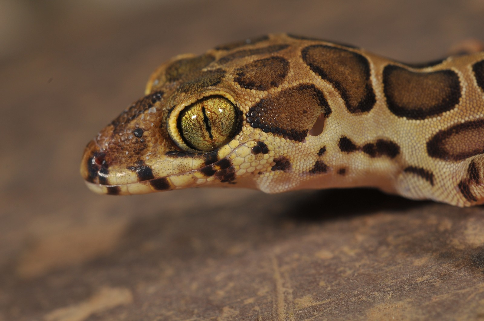 New lizard species identified by Reaseheath lecturer