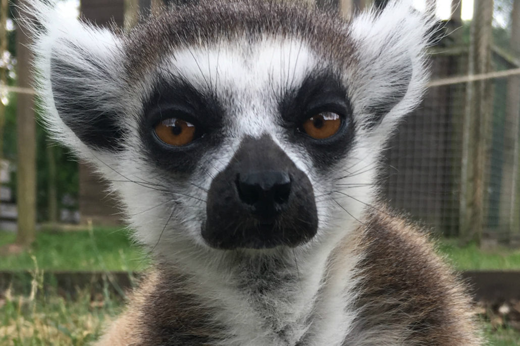 Reaseheath's Mini Zoo 20th July 1st September, 10am 4pm