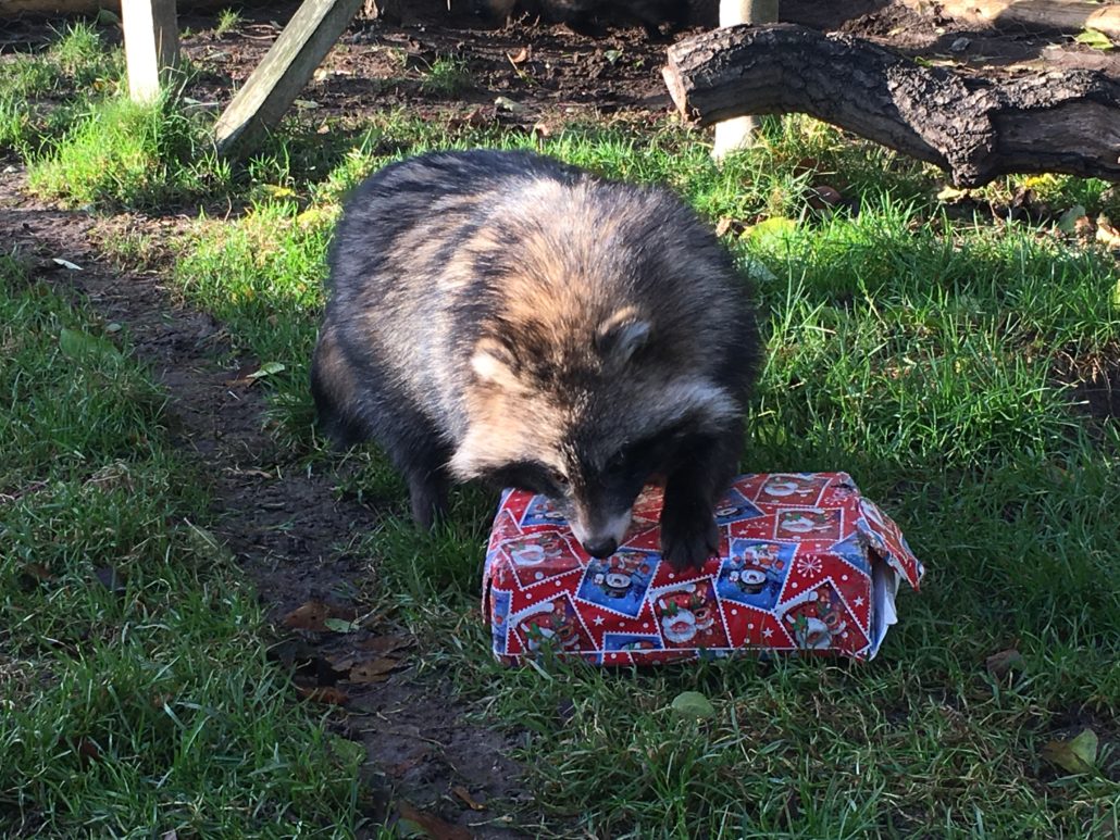 Reaseheath’s Zoo offers Christmas with a difference Reaseheath College